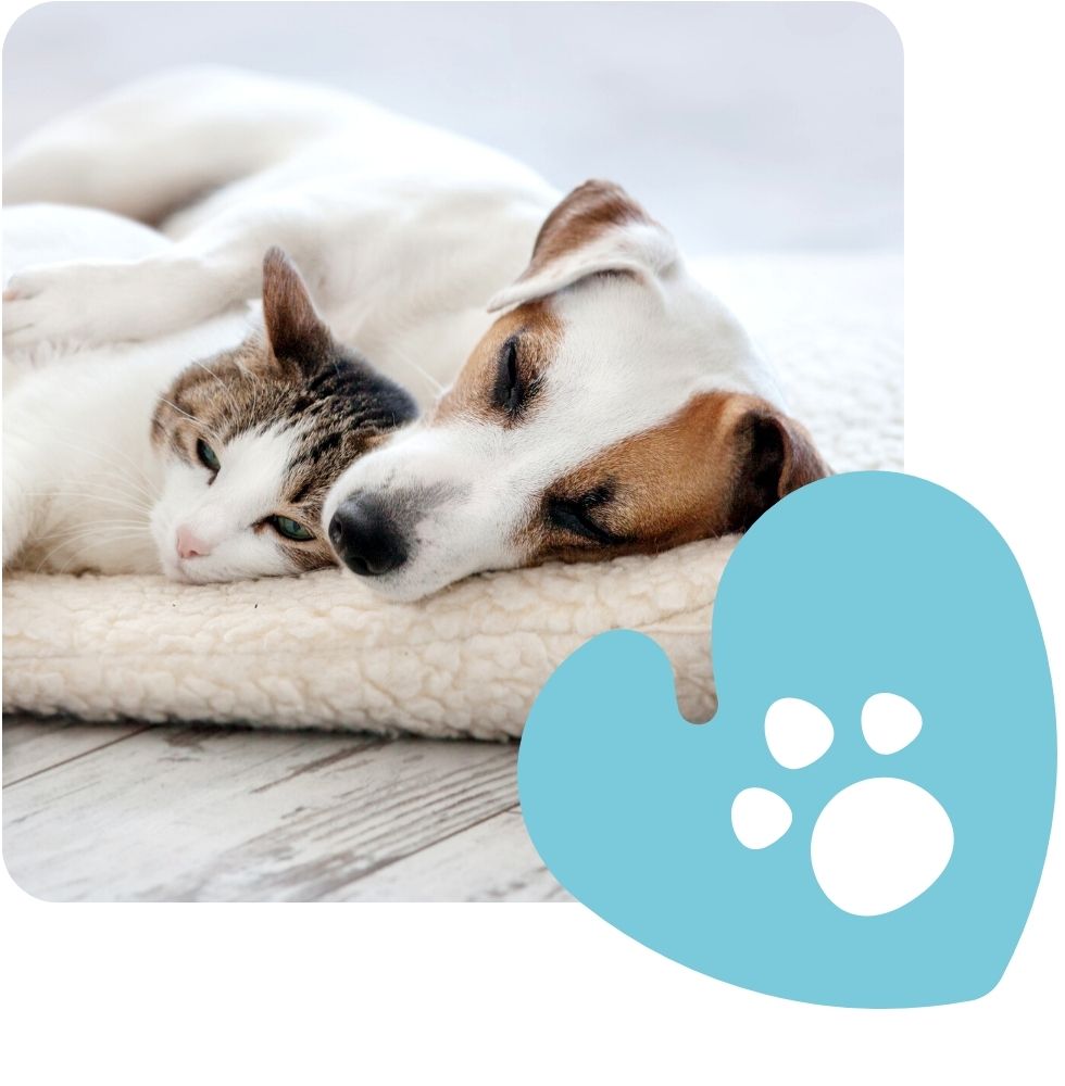 Contact-Stone-House-Animal-Hospital