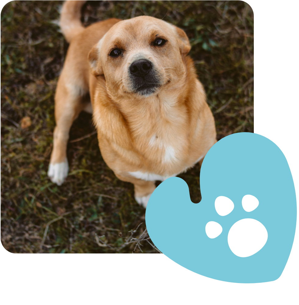 faqs stone house animal hospital faqs