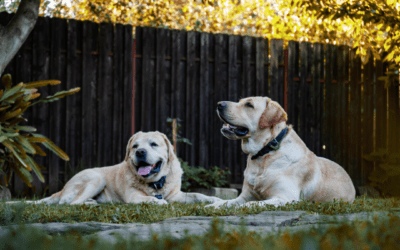 3 Ways Inadequate Socialization Can Affect Your Pet’s Life