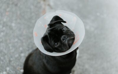 Helping Your Pet To Heal After Surgery