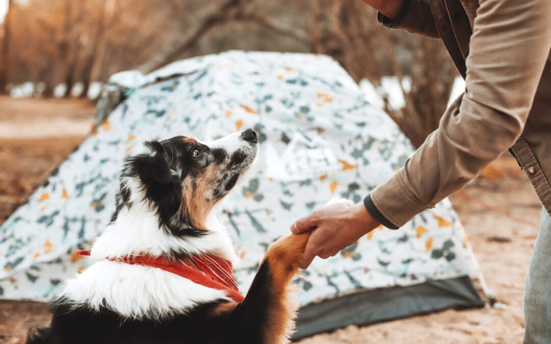 Australian shepherd shaking owners hand in front of tent