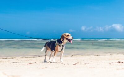 Five Tips To Keep Your Puppy Cool and Safe This Summer