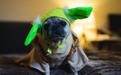 Halloween Safety Measures for Pets: A Vet’s Guide to Worry-Free Celebrations
