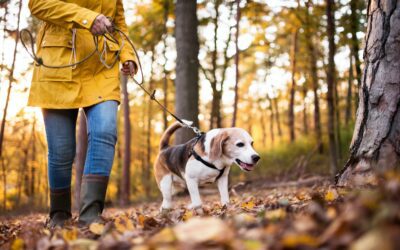 Ensuring Holiday Happiness: A Guide to Keeping Senior Pets Safe