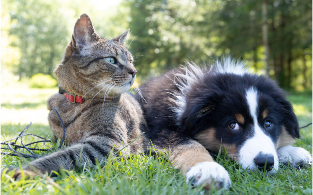Cat and dog lying next to each other in the grass