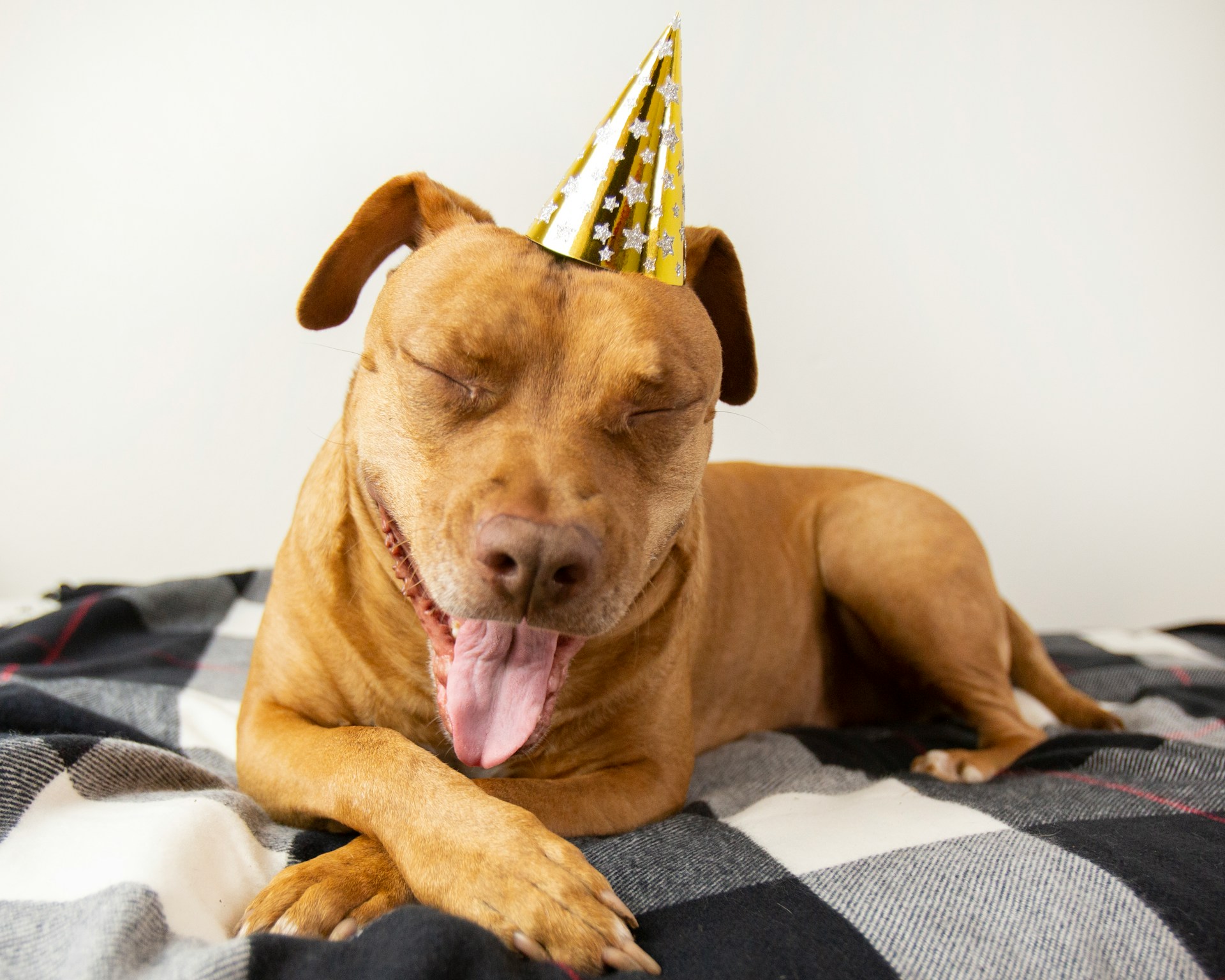 Brown dog with a yellow party hat smiling