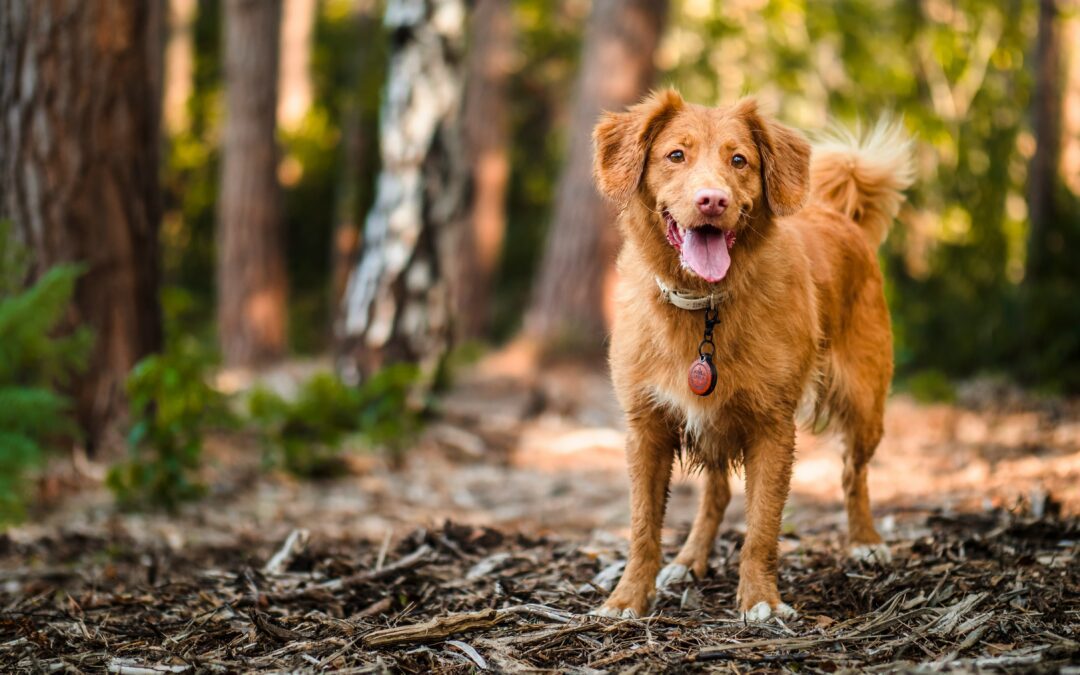 Golden-brown dog standing on a forest floor, with trees in the background and its tongue out