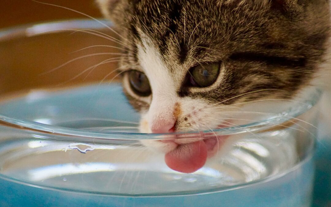 Close-up of a gray and white kitten drinking water from a glass bowl