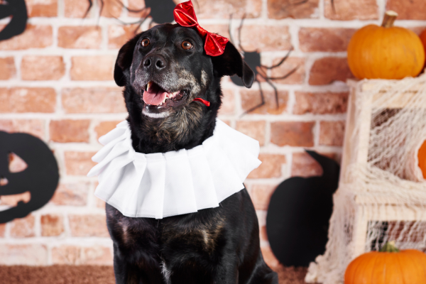 Vet examining a dog with its owner standing behind it